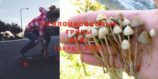 PSILOCYBIN Армянск